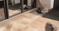 Pomeranian puppy barks at mirror