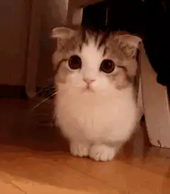 Cute fluffy kitten with big eyes