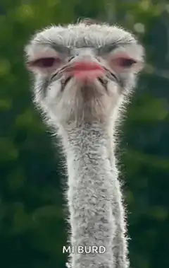 Ostrich head bobbing and opening mouth