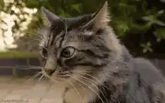 Cat looking confused and blinking