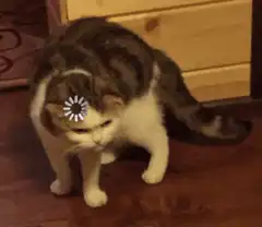 cat with loading icon on head