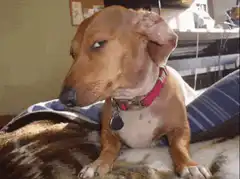 Squinting dachshund dog