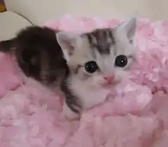 Cute kitten licking pink blanket