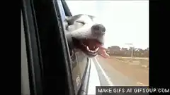 Husky enjoying car ride