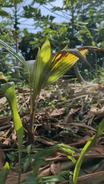 Young plant growing in forest