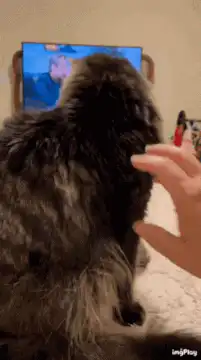 Cat turns around with wide eyes