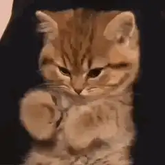 Orange tabby kitten waving paw