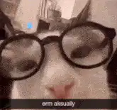 Cat with glasses erm aksually