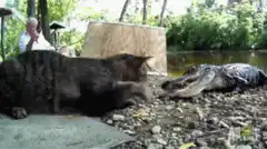Cat hisses at alligator
