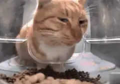 Judgy cat in a plastic container