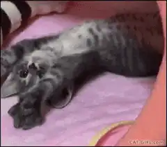 Grey tabby kitten stretching on pink blanket