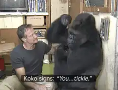 Koko the gorilla tickles her trainer