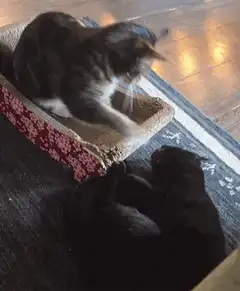 cat and dog playing with paw