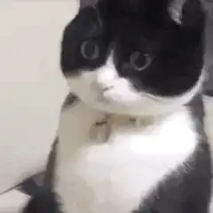 Black and white cat zooming in