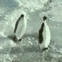 Penguin slips and falls