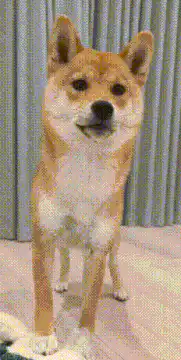 Shiba Inu dog looking down