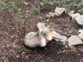 Squirrel digging in dirt