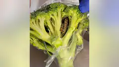 snake in broccoli