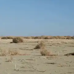 Dry desert landscape with tumbleweeds