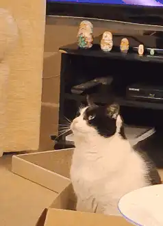 black and white cat in box