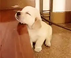 sleepy golden retriever puppy rubbing face