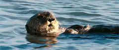 sea otter floating on its back