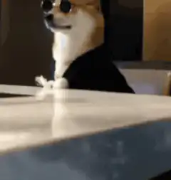 cool sunglasses dog nodding