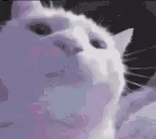 pixel art cat head zoom