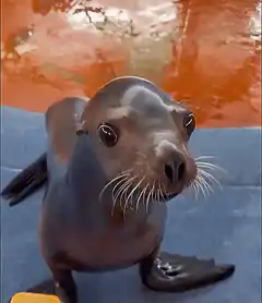 Cute baby seal looking at camera