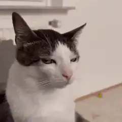 judgy cat squinting