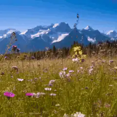 Happy Sabbath text over mountain meadow