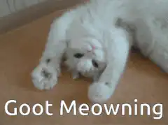 White cat lying on its back