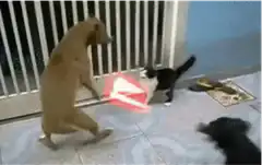 Cat fights dog with red lightsaber