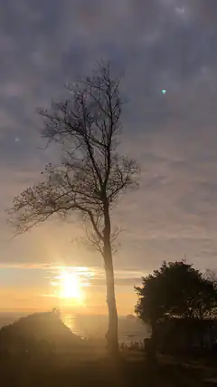 Silhouette of a bare tree at sunset over the ocean