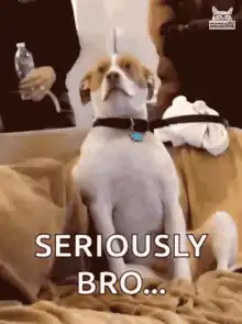 Dog seriously bro zoom