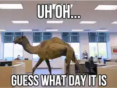 Camel in office UH OH GUESS WHAT DAY IT IS