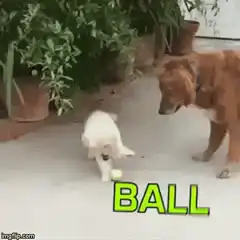 Puppy confused by ball