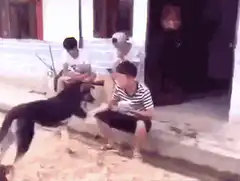 Dog knocks over man with food