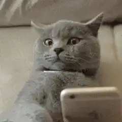 Cat holding phone with ears back
