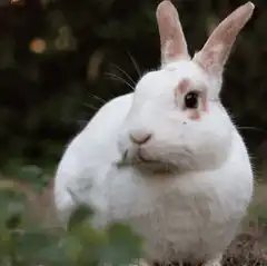 white rabbit eating grass