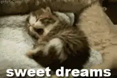 sleeping kitten sweet dreams