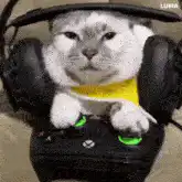 Cat gaming with headphones