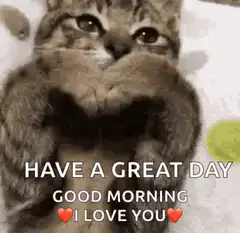 Cat making a heart with paws