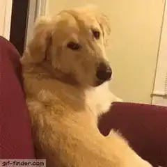 Golden Retriever yawning on couch