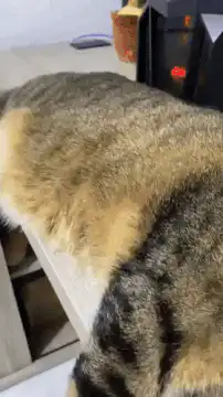 Cat falls asleep on keyboard