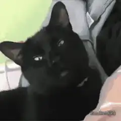 black cat meowing then explosion