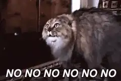 Cat screaming no no no