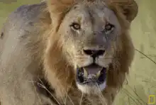 Lion panting in grass