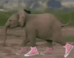 Elephant walking in pink sneakers