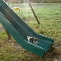 cat slides down green slide